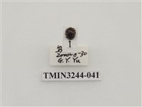 藏品(茄二十八星瓢蟲)的圖片